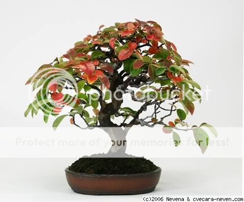 Bonsai Pictures, Images and Photos