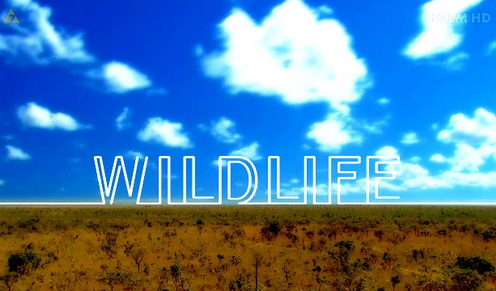 Tajemnice Zwierząt / Wildlife (2010) PL.HDTV.1080i / Lektor PL