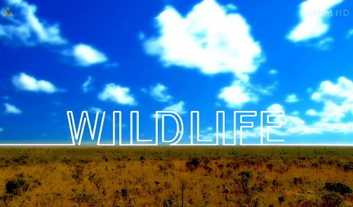 Tajemnice Zwierząt / Wildlife (2010) PL.HDTV.1080i / Lektor PL Tajemnice Zwierząt / Wildlife (2010) PL.HDTV.1080i / Lektor PL