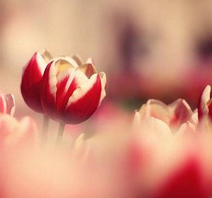 Tulipany Wiosna Tapety Gify Tulipany Kacper121173 Chomikujpl