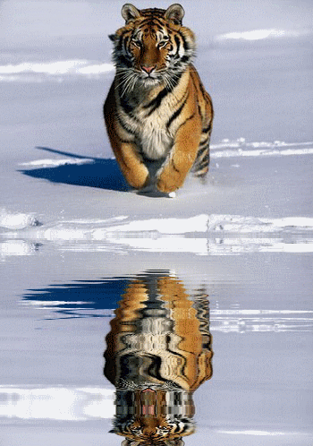 tigre_reflet.gif