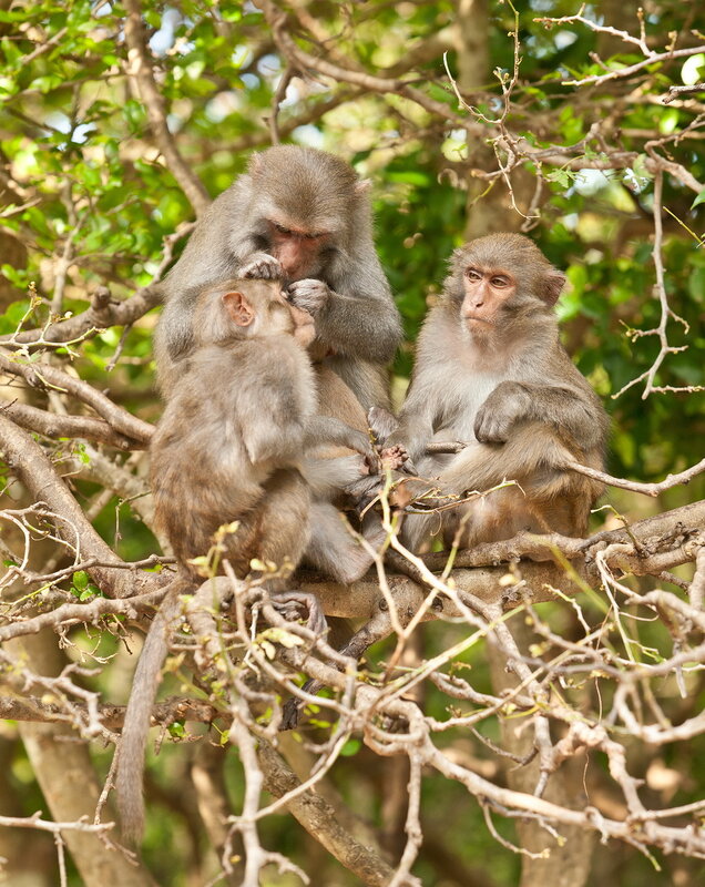 Остров обезьян Hon Lao (Monkey Island) возле Нячанга