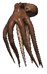 animated-octopus-image-0021